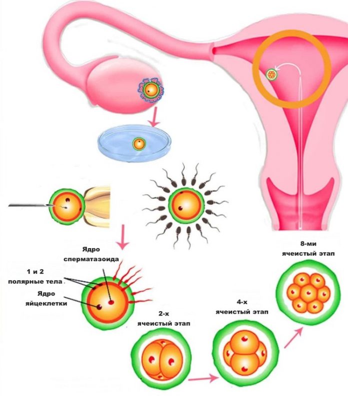 Оплодотворение в картинках