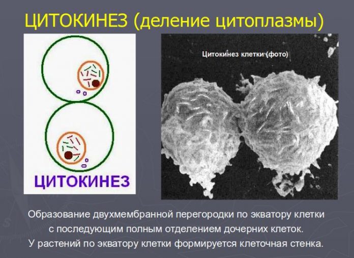 Схема митоза и мейоза с указанием количества днк и хромосом