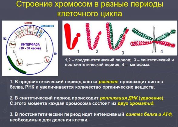 Схема митоза и мейоза с указанием количества днк и хромосом