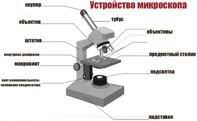 Построение изображения в микроскопе